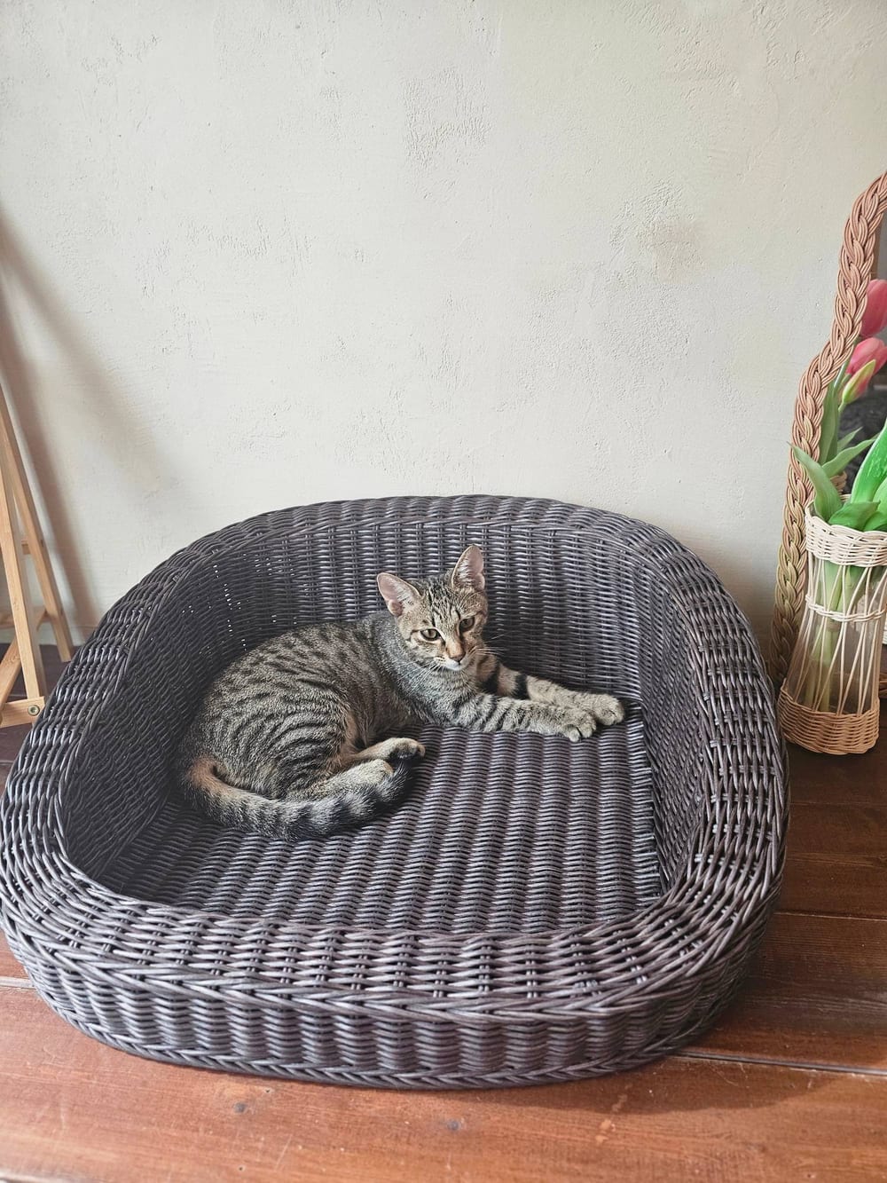 그레이 라탄 반려동물 침대에 누운 고양이